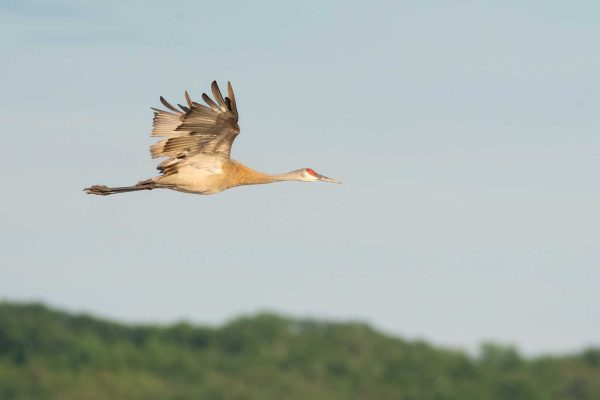 Sandhill Crane flying