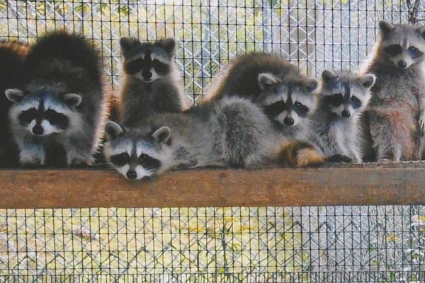 Young raccoons