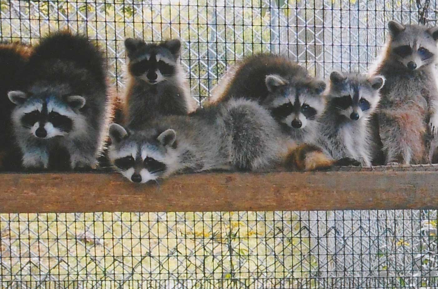 Young raccoons