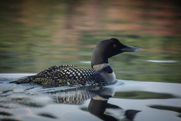 Loon swimming on pond