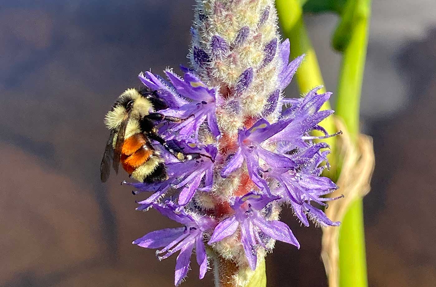 tri-colored bumble bee on flower