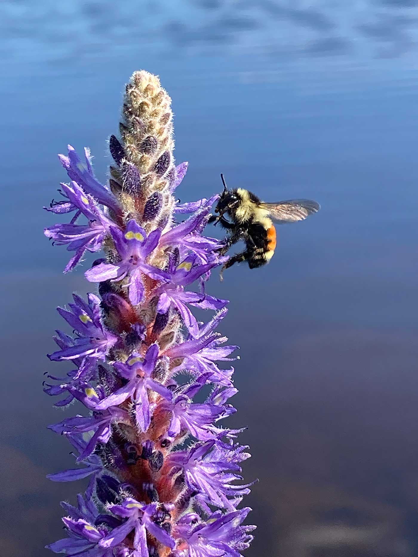 tri-colored bumble bee on flower