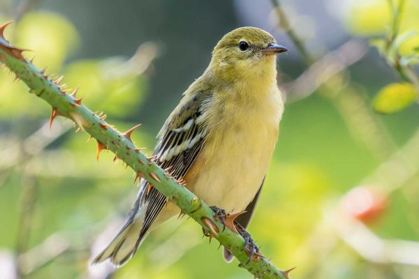 Bird sitting on branch