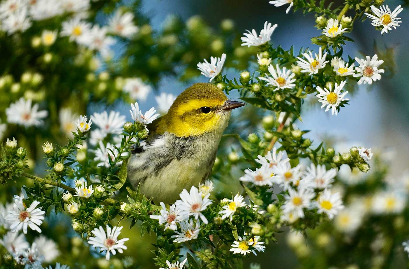 Bird in flowering tree