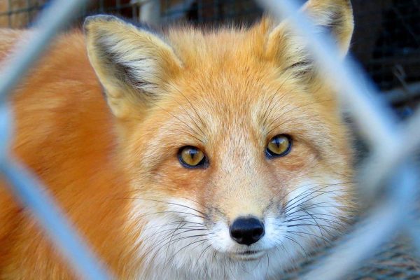 close up of fox's face, taken through chain link cage