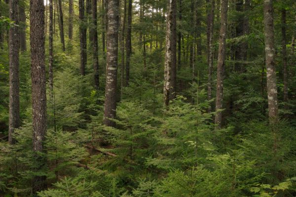 thick forest of trees