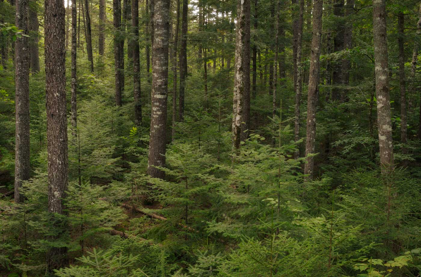 thick forest of trees