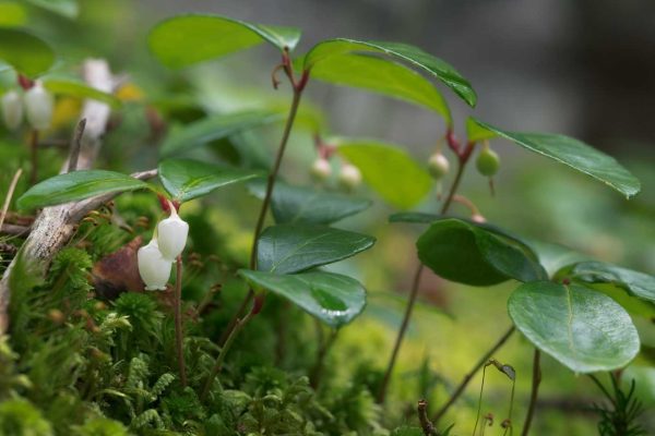 Wintergreen flowers