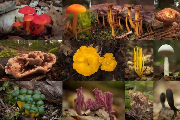 Medley of colorful mushrooms