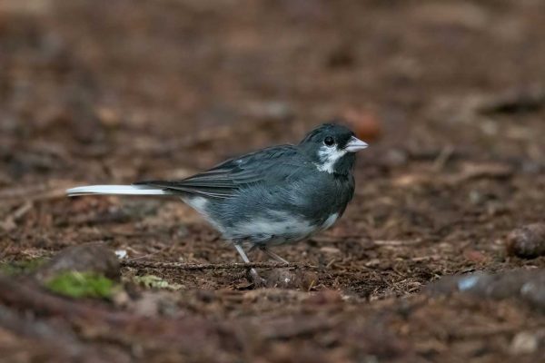 Dark-eyed Junco with a white face patch