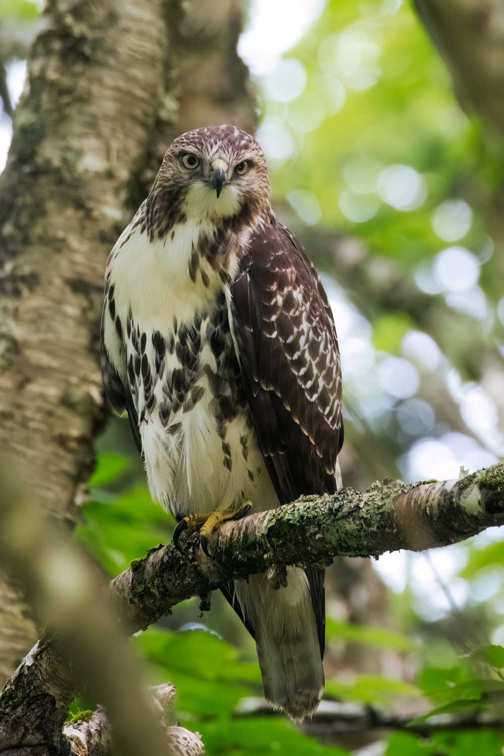 Juvenile Red-tailed Hawk hunting from a branch