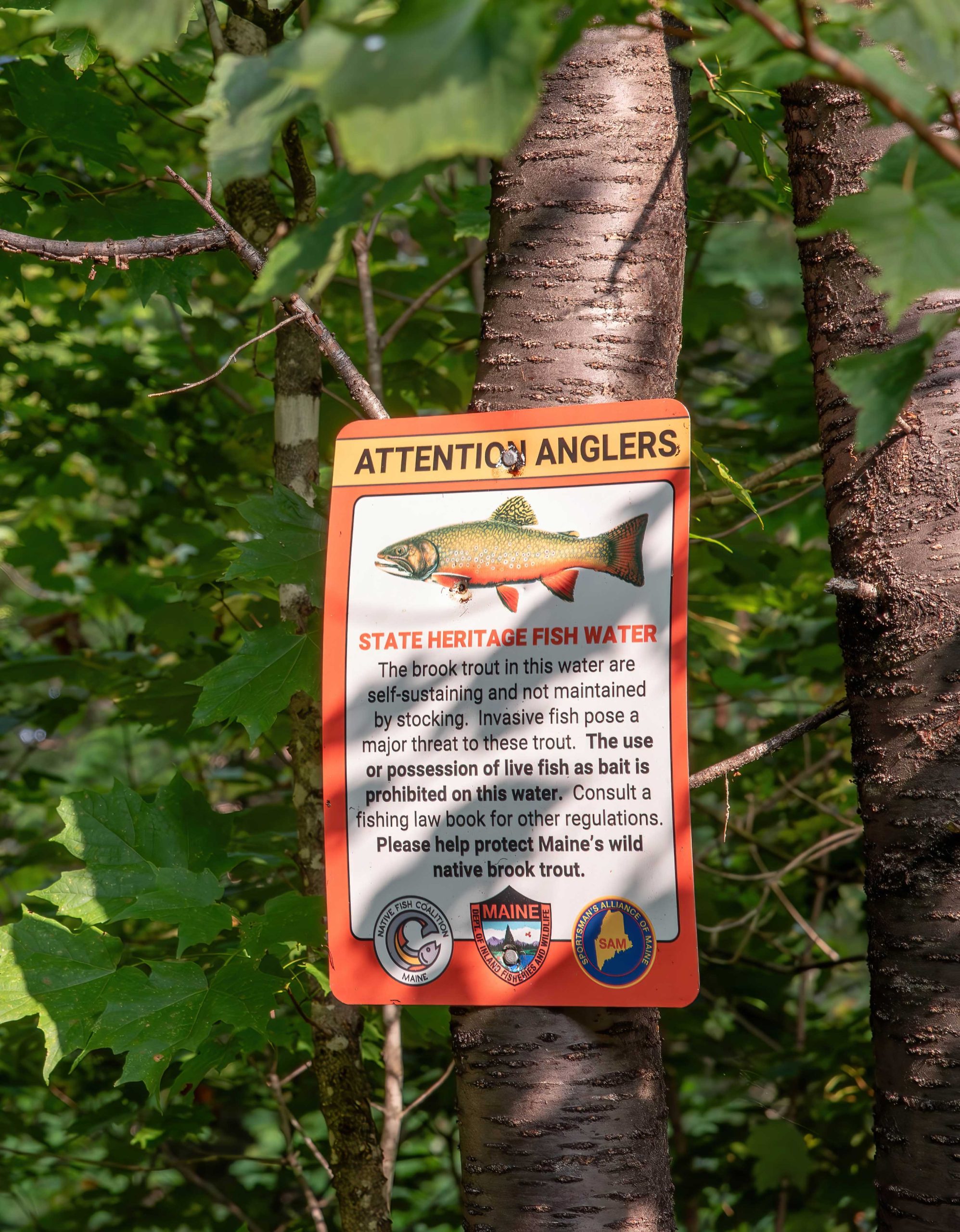 State Heritage Fish Waters sign on tree in woods