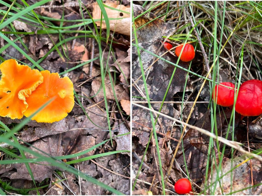 mushrooms