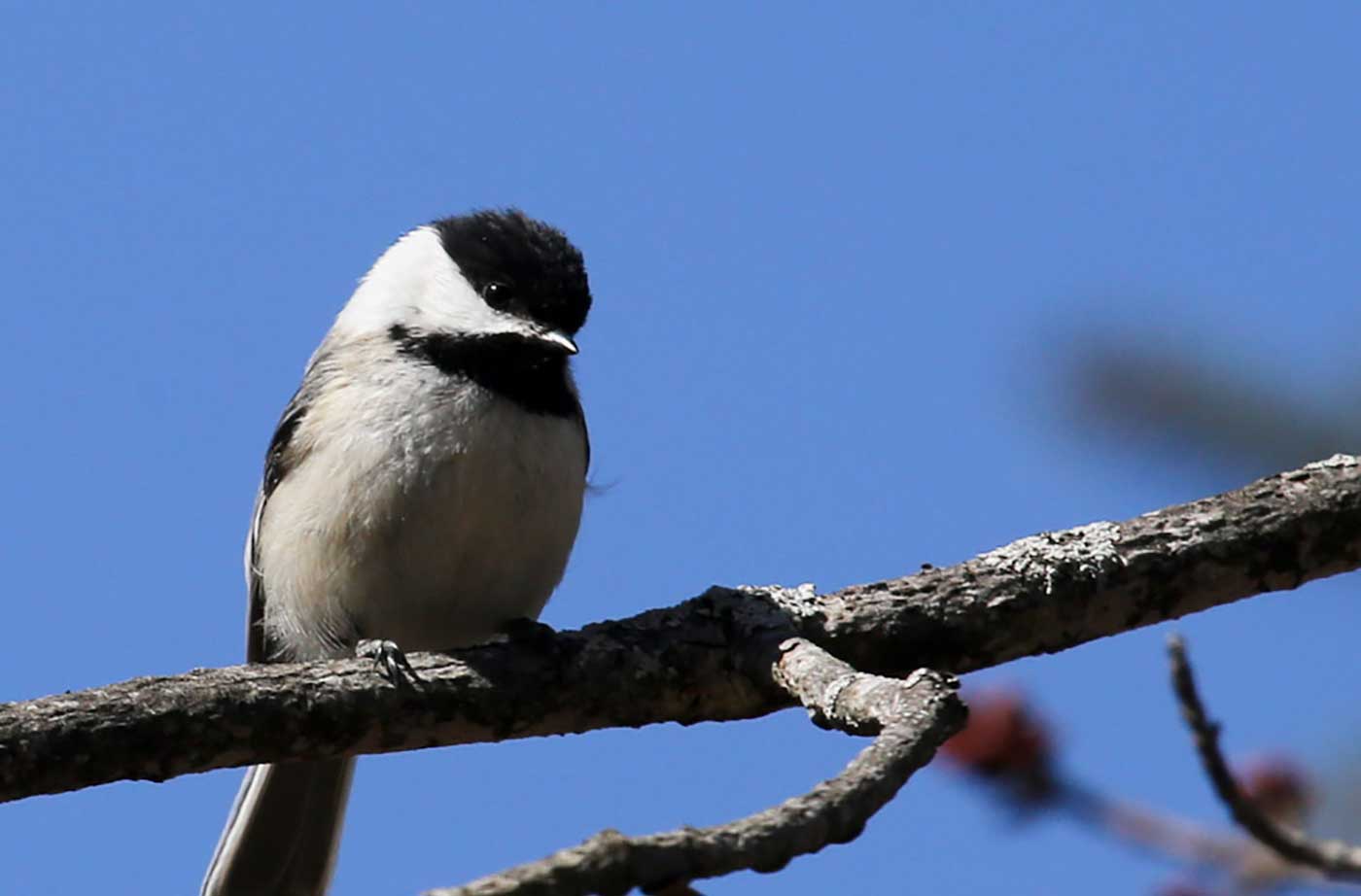 Black-capped Chickadee on branch