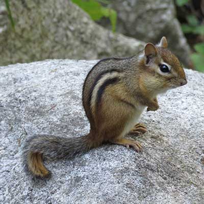 Chipmunk on rock