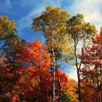 fall foliage in Aroostook County