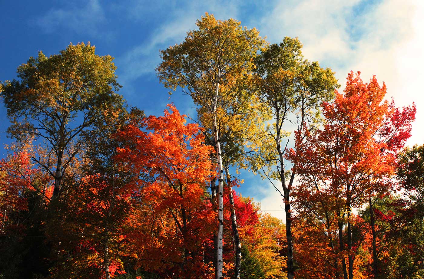 fall foliage in Aroostook County