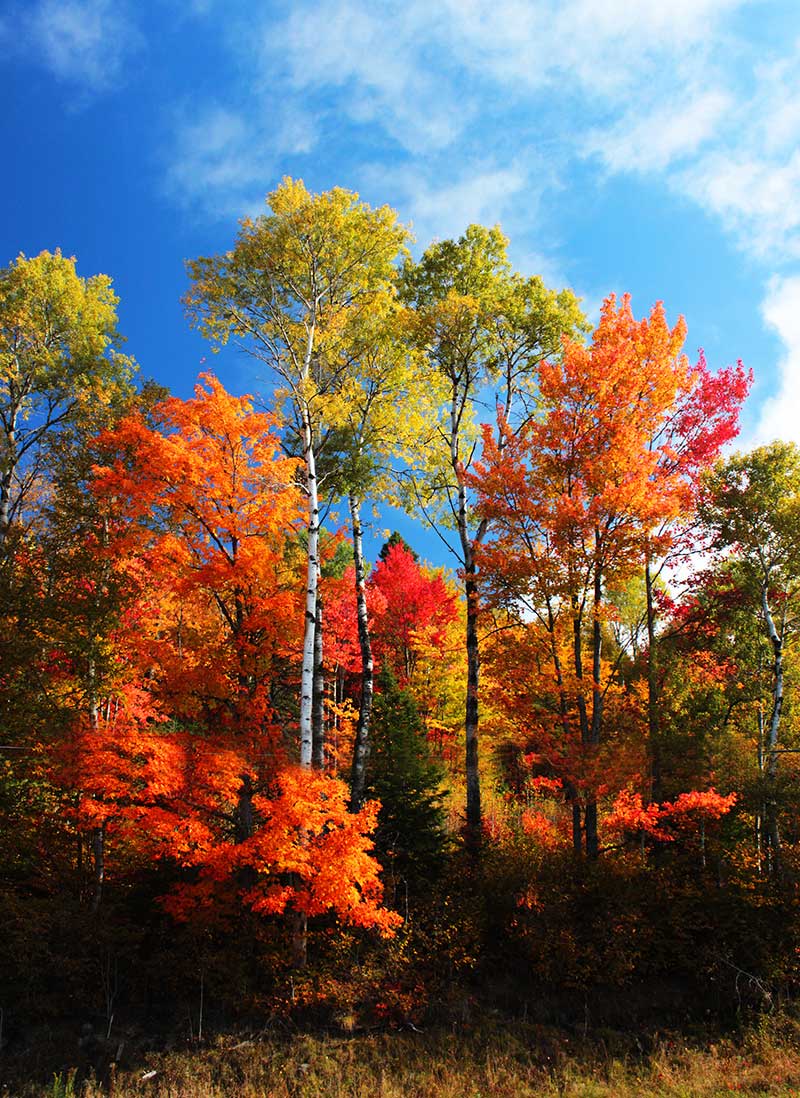 fall foliage in Aroostook County