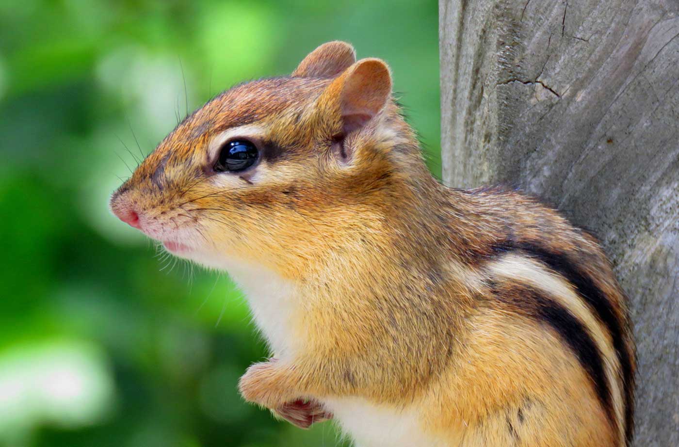 close up of chipmunk