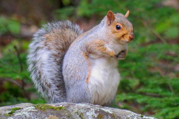 Gray Squirrel