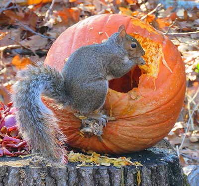 Gray squirrel with pumpkin