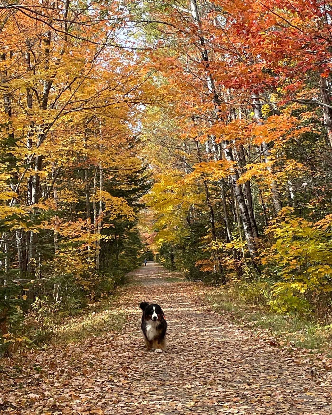dog running down leave-lined path