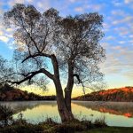 tree in front of lake with fall colors all around