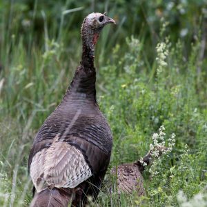 turkey walking