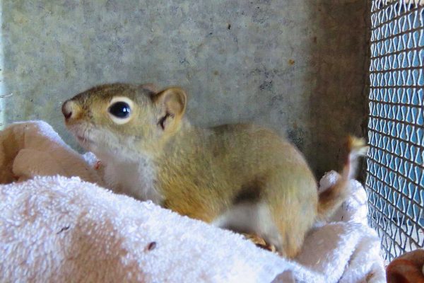 red squirrel in cage