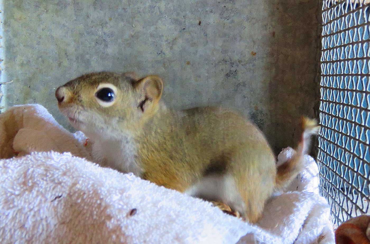 The Dangers of Glue Traps  The Wildlife Center of Virginia