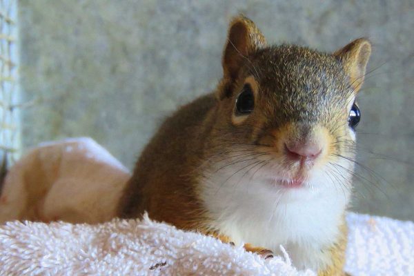 The Dangers of Glue Traps  The Wildlife Center of Virginia