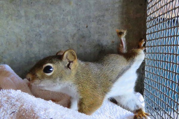 Chipmunk in live humane trap. Pest and rodent removal cage. Catch and  release wildlife animal control service. Stock Photo