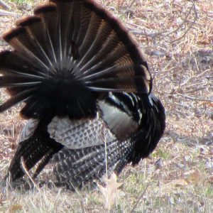 tailfeathers of turkey