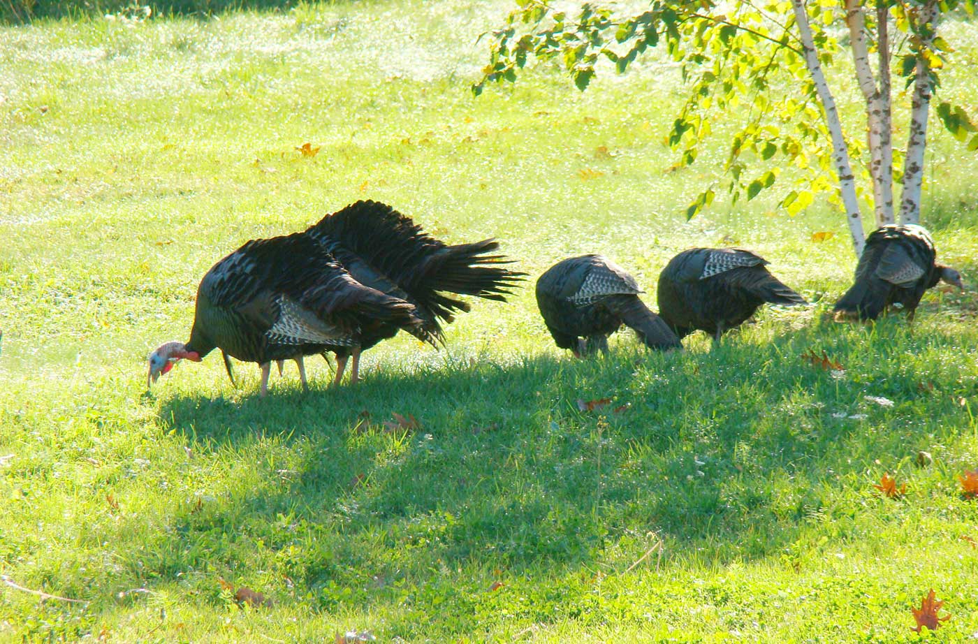 turkeys under a tree