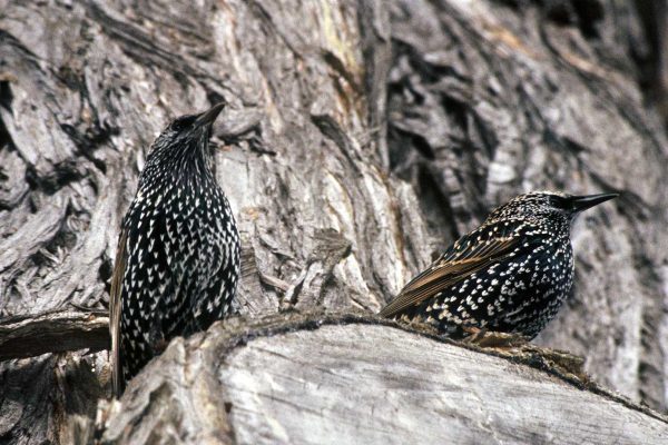 two birds sitting on tree stump