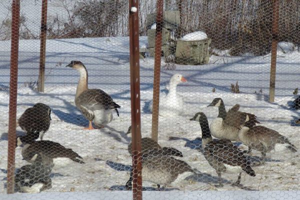 Geese on snowy ground
