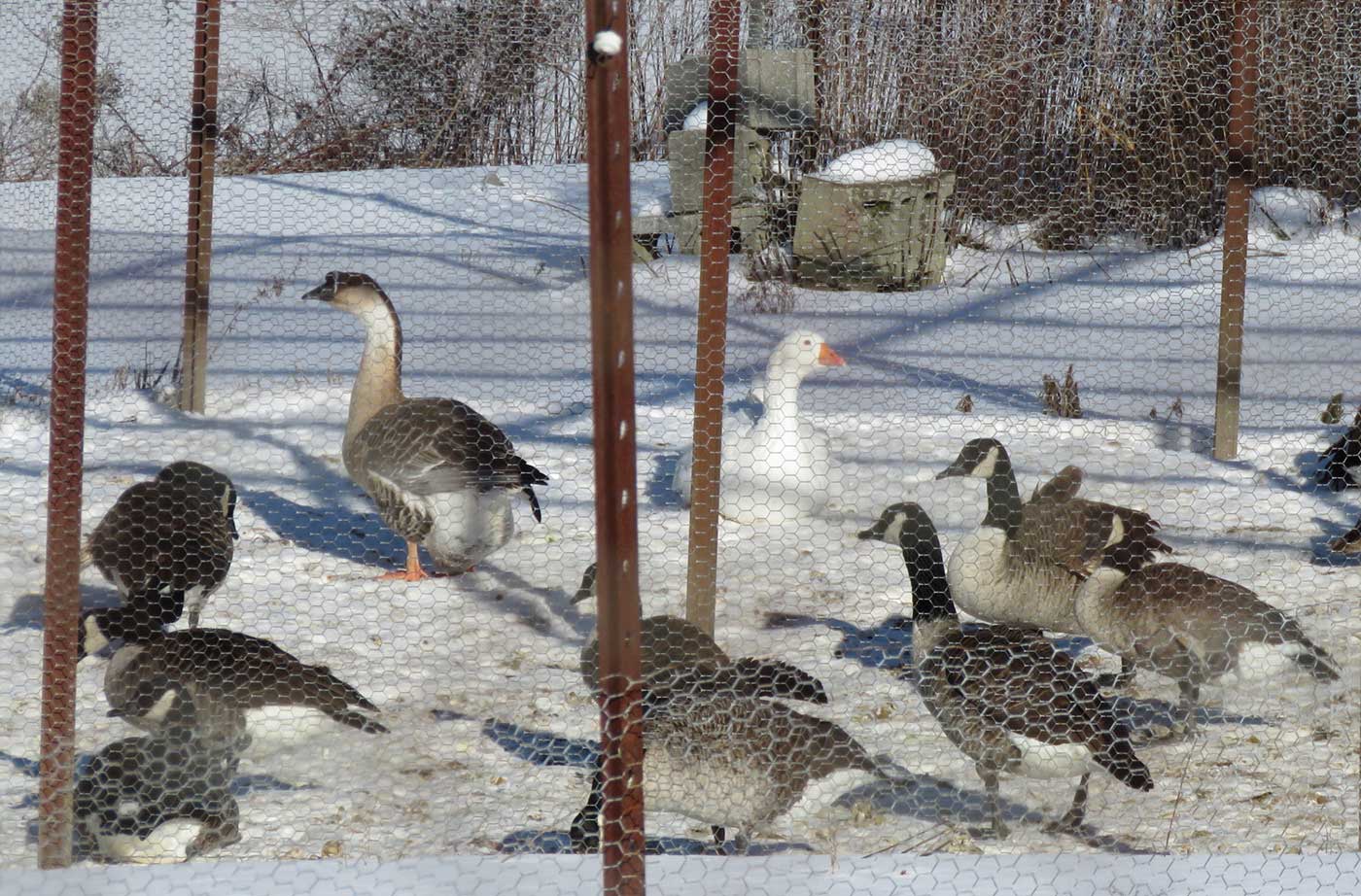 Geese on snowy ground