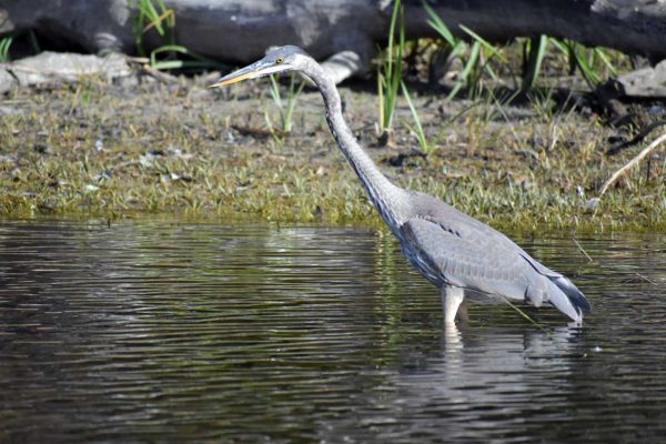 Great Blue Heron wading in water