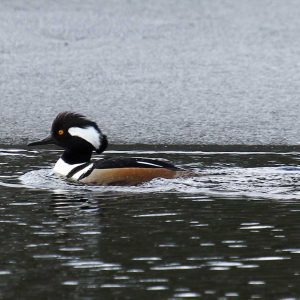 Male Hooded Merganser swimming in water