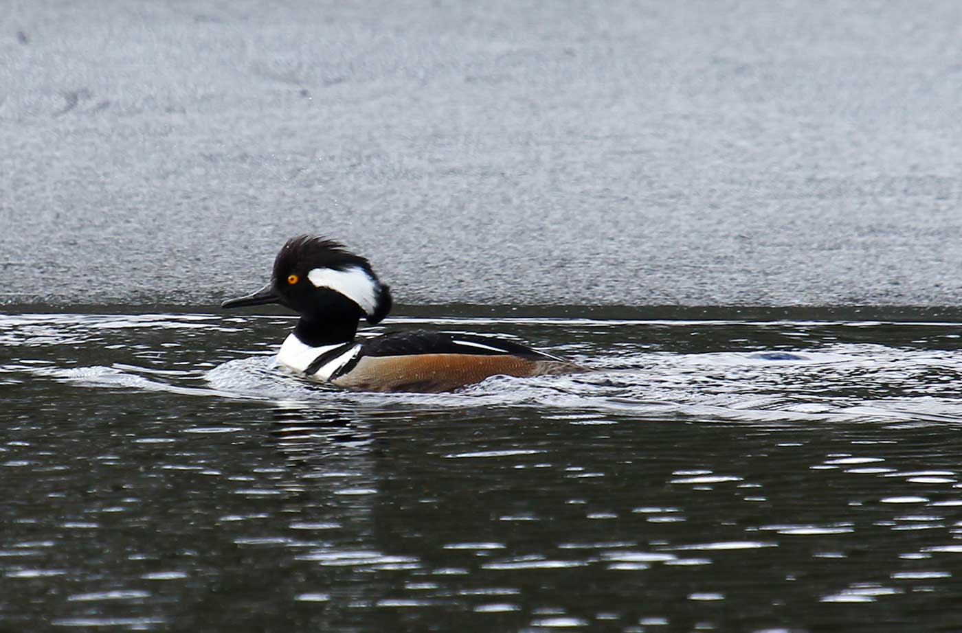 Male Hooded Merganser swimming in water