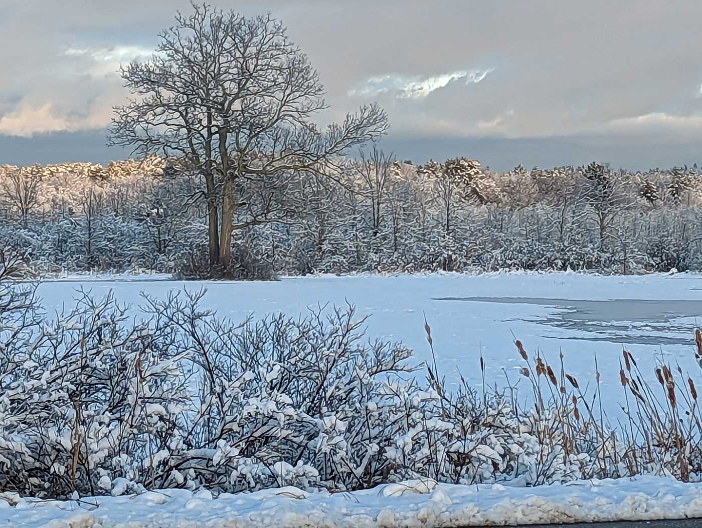 Snow-covered trees along a river