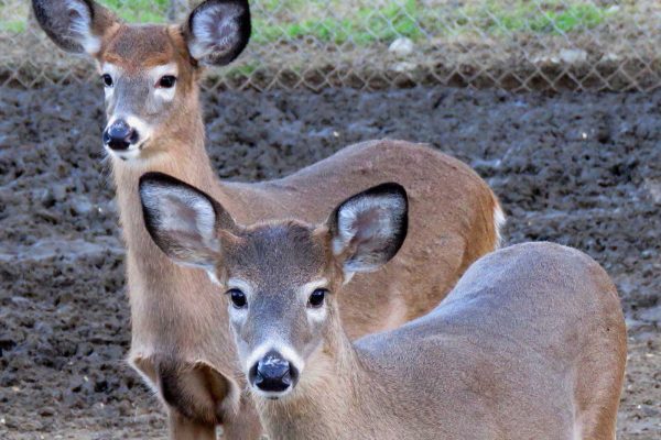 two deer in fenced in area looking at camera