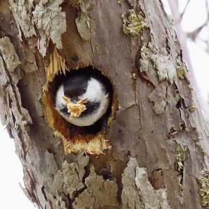 Chickadee in nesthole