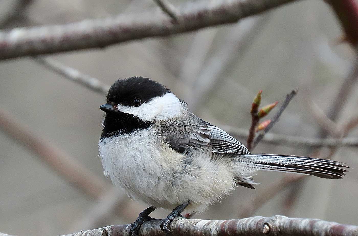 Black-capped Chickadee perched on branch