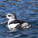 Black Guillemot with winter plumage in water