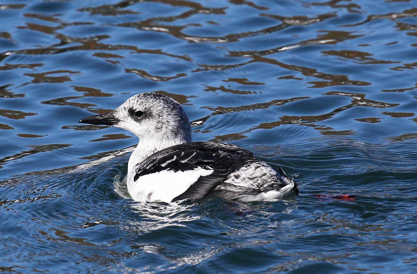 Black Guillemot with winter plumage in water 