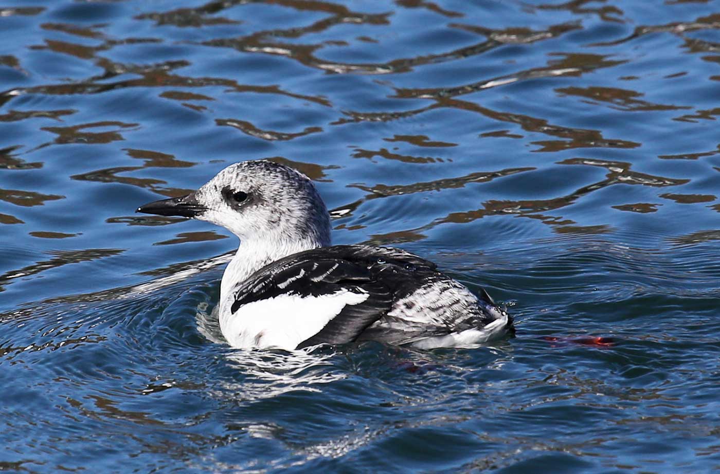 Black Guillemot with winter plumage in water