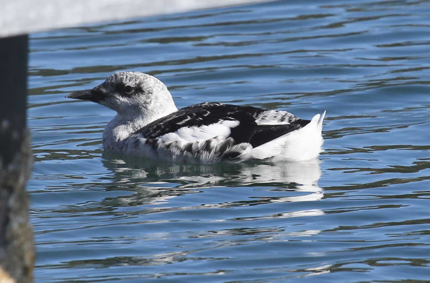 Black Guillemot in water floating