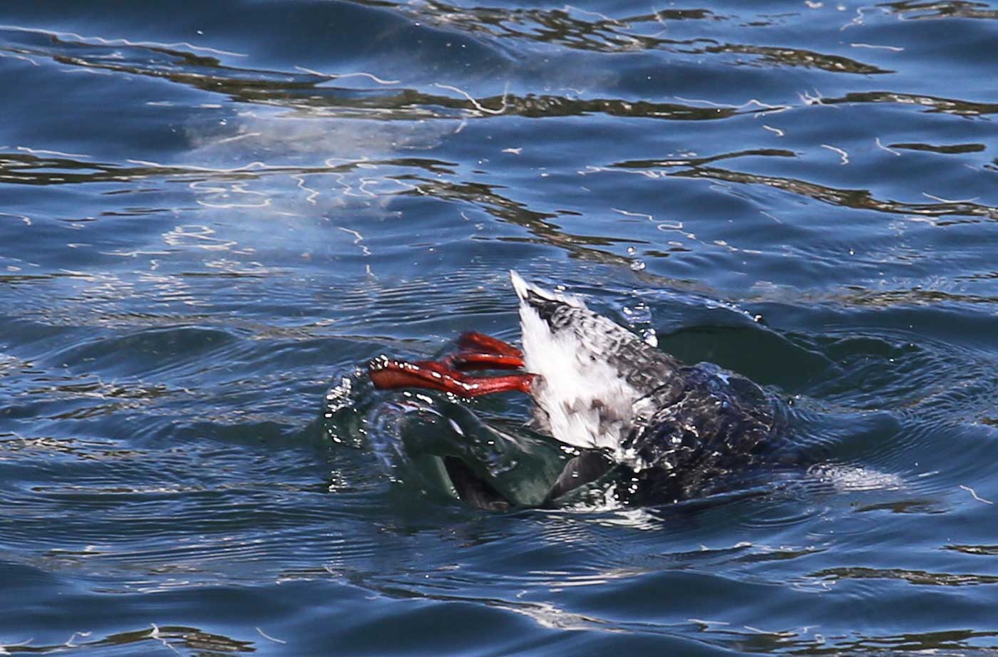 Black Guillemot in water red feet and legs showing