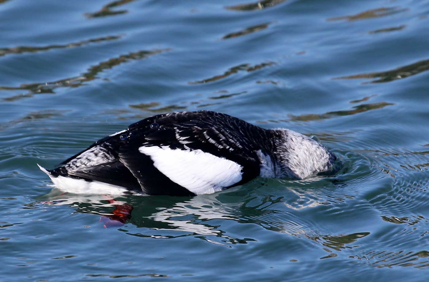 Black Guillemot in water diving under